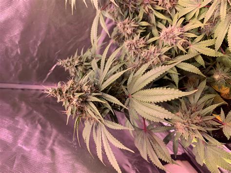 Black Domina Sensi Seeds Galerie Des Vari T S