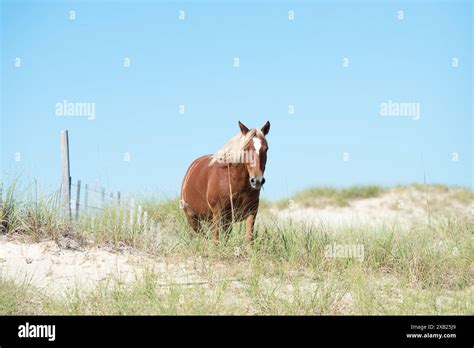 One Horse Walking Towards Camera On Beach In South Carolina Stock Photo