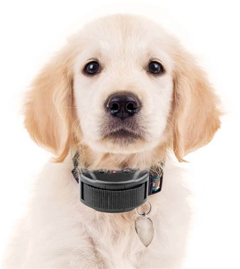 Are Dog Shock Collars Inhumane