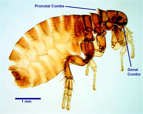 Xenopsylla Cheopis Adult Slide Ward39s Science