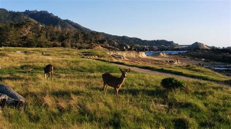 Point Lobos Loop Pacific Coast Trails