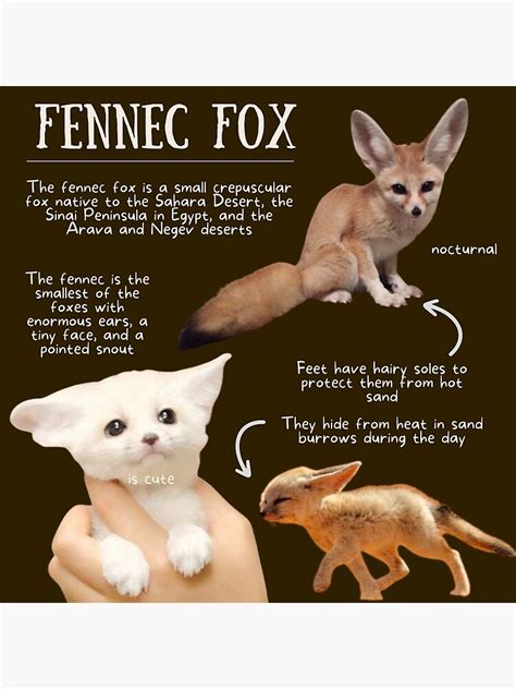 Fennec Fox Fun Facts Poster For Sale By Kylenesas Redbubble