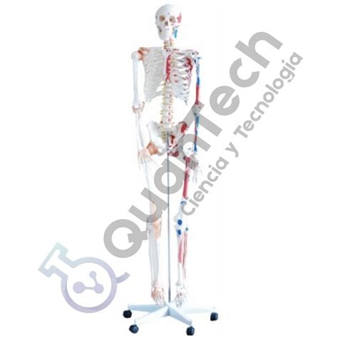 MODELO ANATOMICO DE ESQUELETO CON MUSCULOS Y LIGAMENTOS 180 CM Quantech