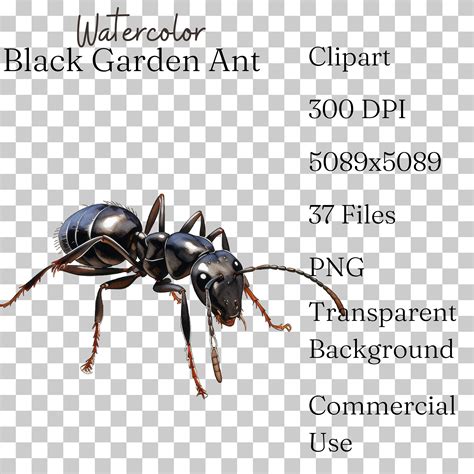 black garden ant species 6