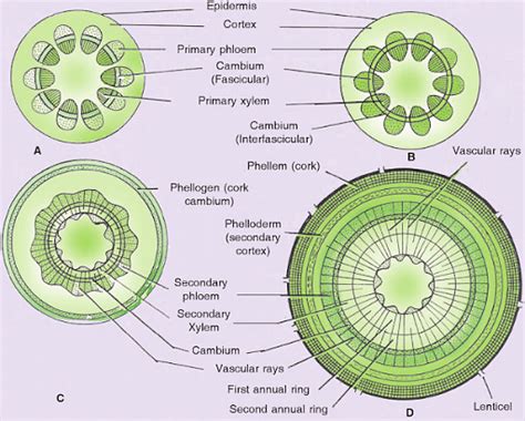 Vascular Cambium: Occurrence, Origin & Functions