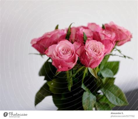 Ein Strau Rosa Rosen Ein Lizenzfreies Stock Foto Von Photocase