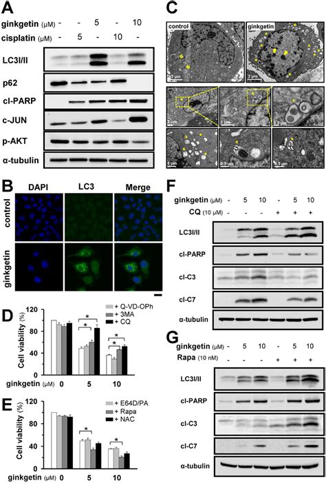 Ginkgetin Induces Autophagy Responsible For Cell Death In A549 A