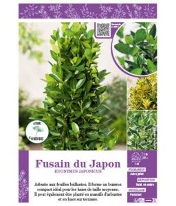 Euonymus Japonicus Voir Fusain Du Japon