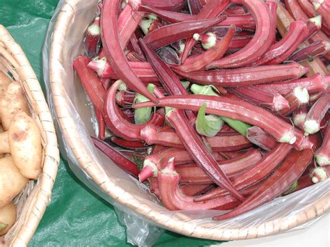 Okinawa Pink Okra Abelmoschus Esculentus