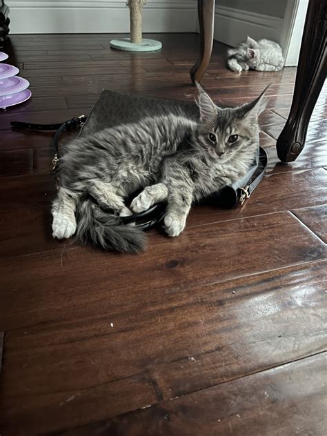 Maine Coon Cats For Sale Georgia Atlanta 414360