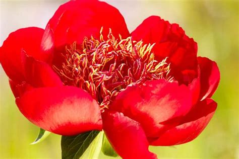 Reminiscent Of A Tulip Award Winner Peony Walter Mains Is A Hybrid