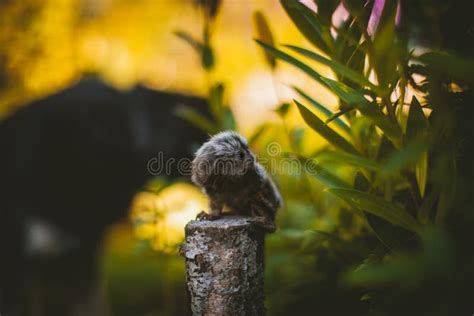 The Common Marmoset Baby on the Branch in Summer Garden Stock Photo ...