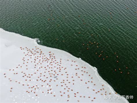 河北沽源 候鸟翔集闪电河湿地 绘成一幅幅美丽和谐的生态画卷 知乎