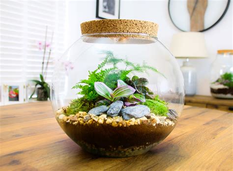 Large Glass Globe Terrarium Kit With Cork Lid With Plants Bottle Garden The Art Of Succulents