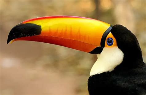 Toucan Facts For Kids | Toucan Diet & Habitat