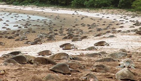 Inicia Arribo Masivo De Tortugas A Playas De Nicaragua Diario El Mundo