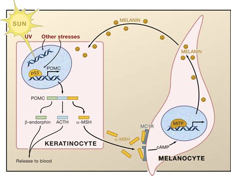 The Sunny Side Of P Cell