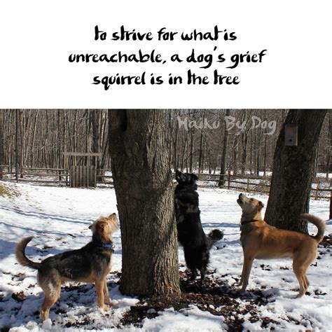 Haiku by Dog: Unreachable : Life with Dogs and Cats