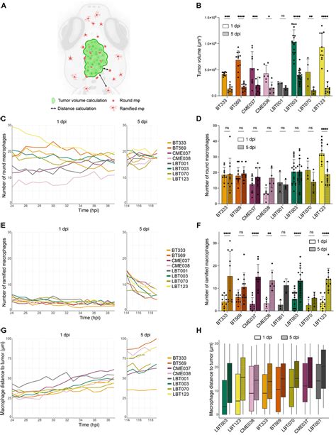 Gscc Specific Morphometrics And Dynamics Of The Tumor And Its