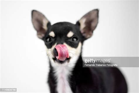 1010 Dog Tongue Licking Stock Photos High Res Pictures And Images