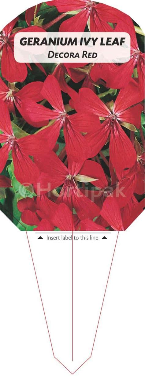 Geranium Ivy Leaf Decora Red Hortipak E Store