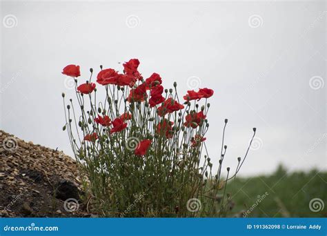 Poppies with Gravel and Grass in the Background Stock Photo - Image of flanders, nature: 191362098