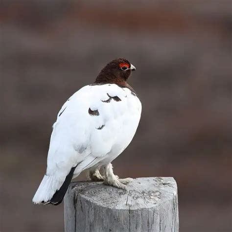 Willow Ptarmigan - Facts, Diet, Habitat & Pictures on Animalia.bio