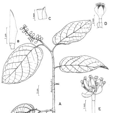 Scielo Brasil As Esp Cies De Coccoloba P Browne Polygonaceae Da