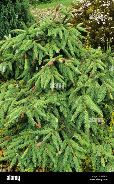 Picea Abies Acrocona Spruce Evergreen Stock Photo Alamy