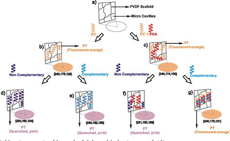 Figure From Naked Eye Detection Of Lung Cancer Associated Mirna By