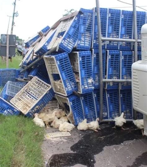 Caminhão carregado 6 mil frangos tomba na BR 343 e provoca morte de