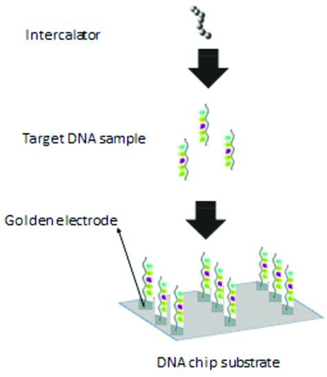 Detection Principle Of The Electrochemical Dna Chip Dna Probes With Download Scientific