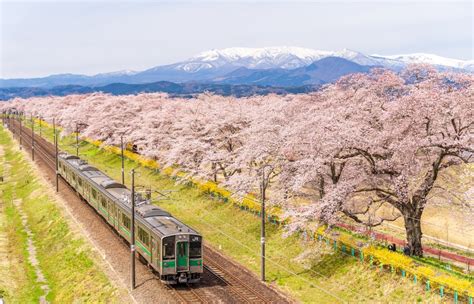 Travel By Train To Superb Sakura Viewing Spots All About Japan