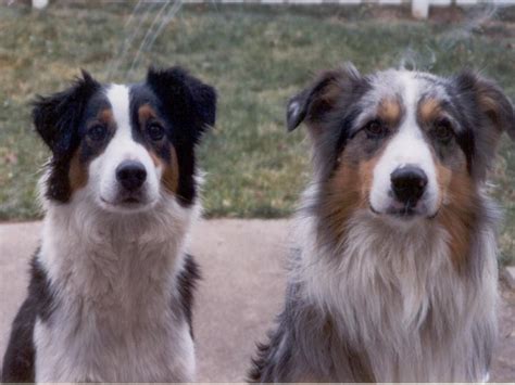 Two Happy English Shepherd Dogs Photo And Wallpaper Beautiful Two