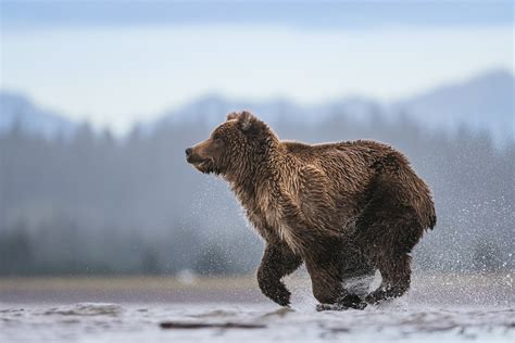 Brown Bear Out For Breakfast | Sean Crane Photography