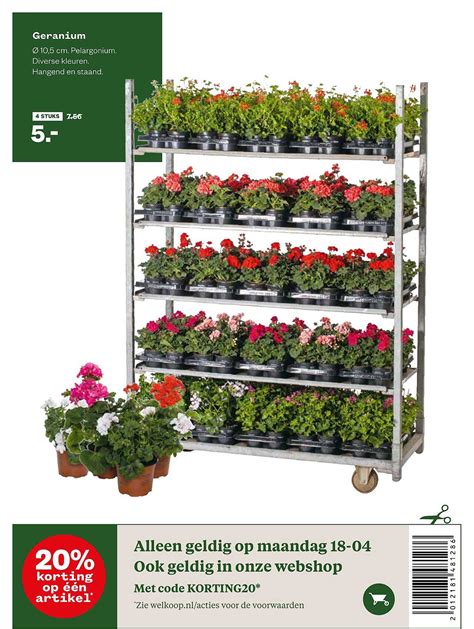 Geranium Aanbieding Bij Welkoop Folders Nl