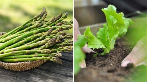 5 Crops You Can Grow in Containers - Gardening Sun