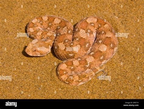 Horned Adder Bitis Caudalis Namib Desert Namibia Stock Photo