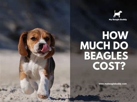 How Much Do Beagles Cost A Complete Guide To Beagle Prices