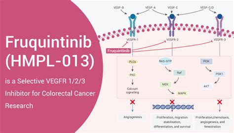 Fruquintinib Is A Selective Vegfr Inhibitor For Colorectal Cancer