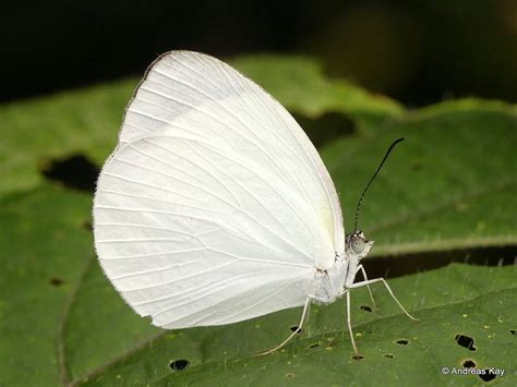 White Butterfly on Green Leaf