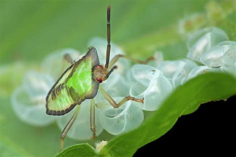 Baby Shield Bug On Leaf Photograph By Melvyn Yeoscience Photo Library