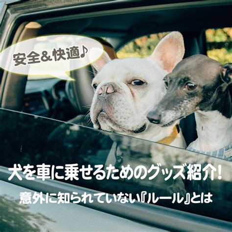 犬を車に乗せる際には『ペット用カー用品』を！おすすめグッズと知っておきたい注意点をご紹介！