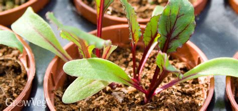 Growing Beets From Sowing To Harvest