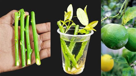 How To Propagate Lemon Tree From Cutting With Natural Rooting Hormone