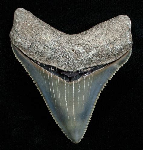 Near Flawless Calvert Cliffs Megalodon Tooth For Sale