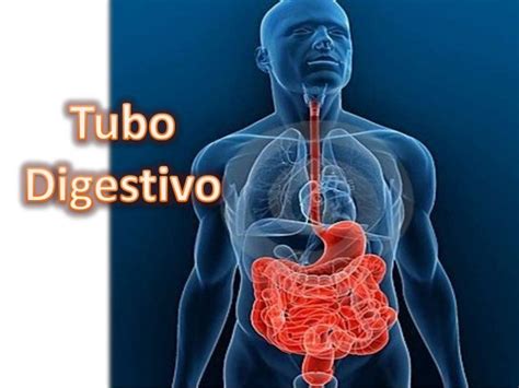 Tubo digestivo