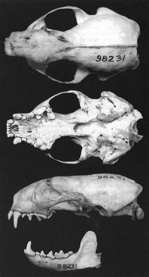 Dorsal Ventral And Lateral Views Of Cranium And Lateral View Of