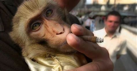 Monkey Smoking Cigarette Crazy Funny Photos