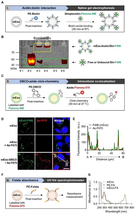 Validation Of Optimized Surface Modification Of Mexo A Schematic